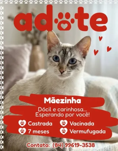 Gata - 7 Meses - Castrada - Mãezinha/Safira