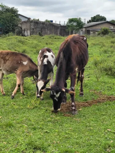Vendo vaca e filhotes um macho e uma fêmea 