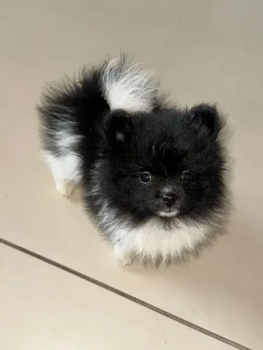 Spitz alemão macho