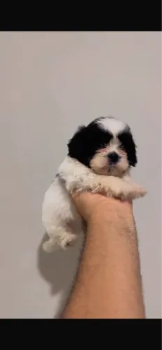 Shih-tzu 50 dias com vacinacao 