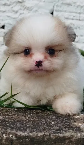 spitz alemão macho