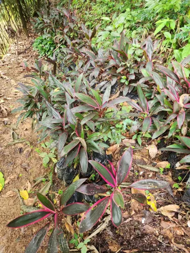 Mudas de planta dracena
