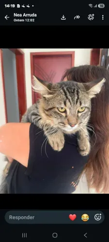 Gato