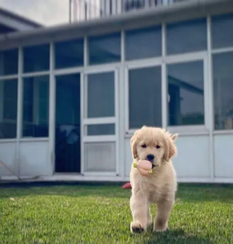 Golden Retriever Um laço que se fortalece naturalmente