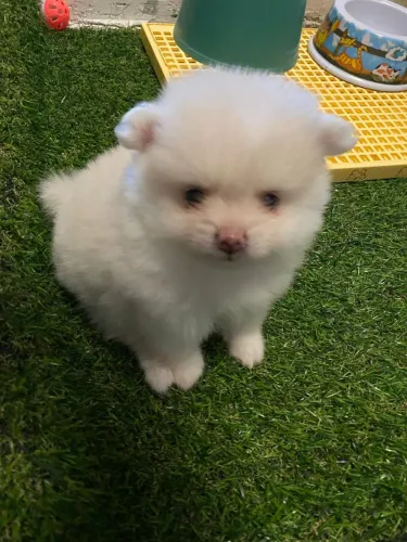 Spitz, macho e fêmea branco cbkc