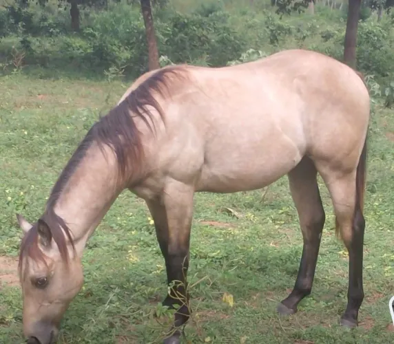 Cavalo