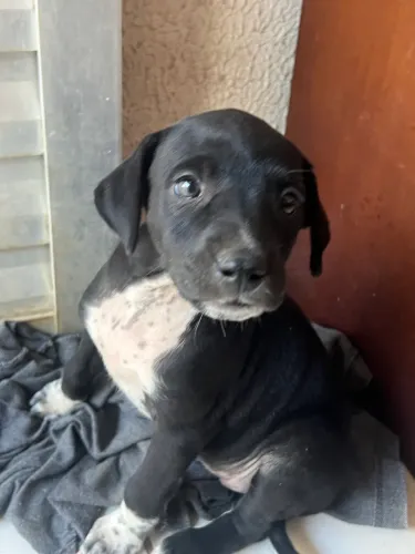 Cachorrinho fêmea 