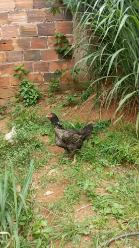 Galinha caipira