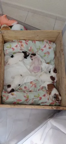 Lindos filhotes de shih tzu 