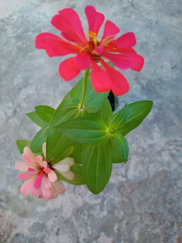 MUDAS DE PLANTAS.Zinnia,IXora,Malva,Aglaonema,