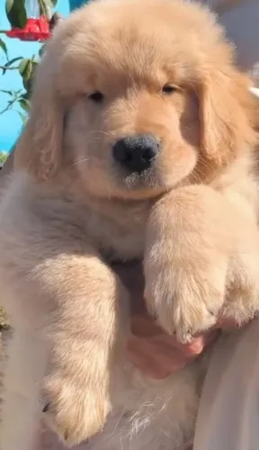 Golden Retriever lindos filhotes com pedigree 