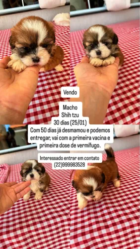 Vendo 3 filhotes machos de Shih Tzu 