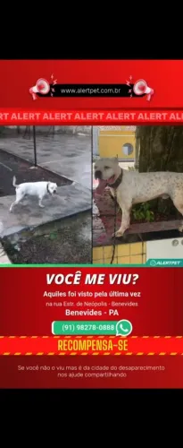 Pit bull desaparecido 