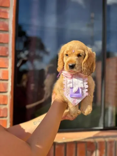 Cocker Spaniel,Cocker Spaniel Filhote Estrutura Perfeita Disponível