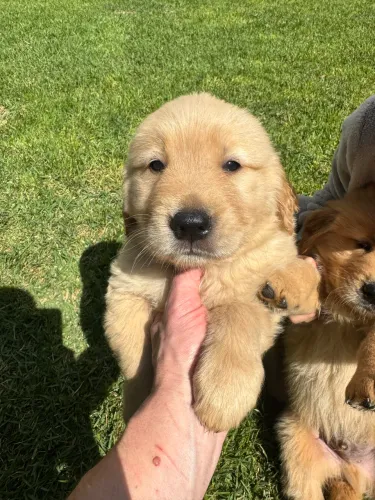 Filhotes de Golden