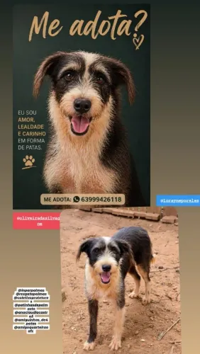 Cachorrinhos lindos para adoção responsável. 