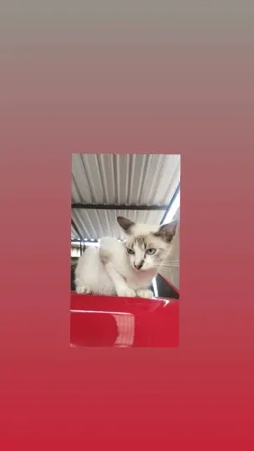 Gatinha já castrada 
