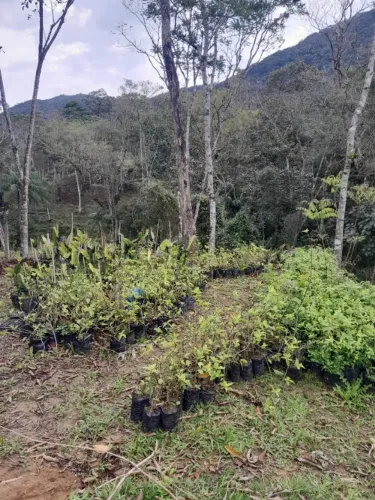 Terreno em sítio - pode ir de 400 até 2.000m²