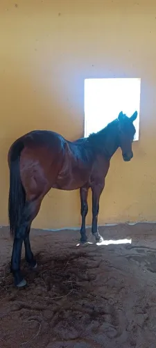Potro quarto de milha P.O genética de boi