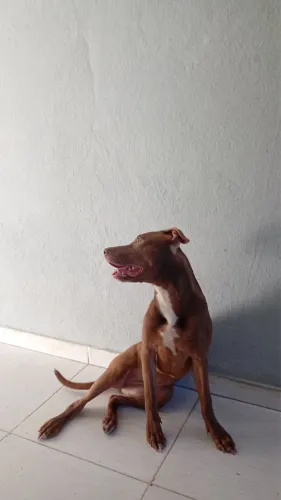 Pitbull
