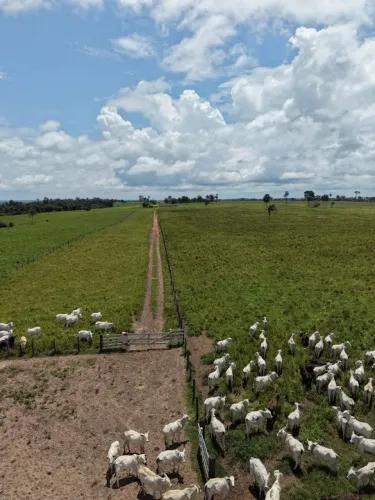 Fazenda luxo a venda de 254 há em Rondônia