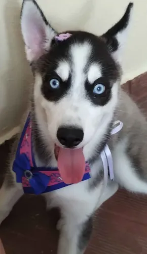 Vendo Husky Siberiano fêmea