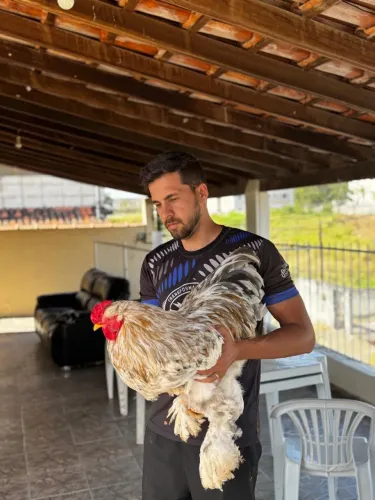 Pintinhos Brahma