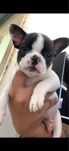 Buldogue francês