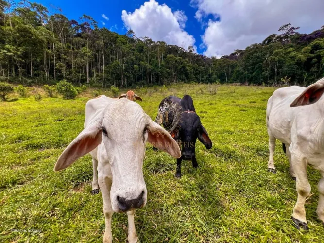 Sítio com 18 hectares, pasto formado, nascente, pomar e linda casa! Domingos Martins