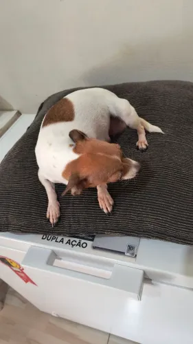 Filhotes pinscher disponível