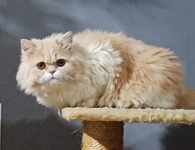Gata Persa Samira