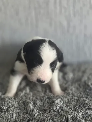 Filhote Border Collie Macho .