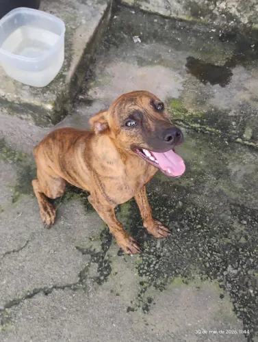 Vira-lata com Pitbull Red Nose