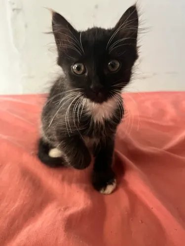 Doação Gatos