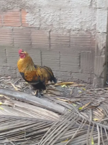 Galo suro