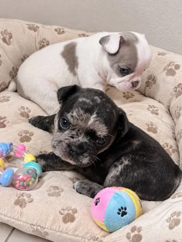 Filhotes de Bulldog Francês