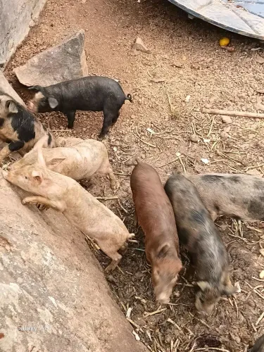 Porcos