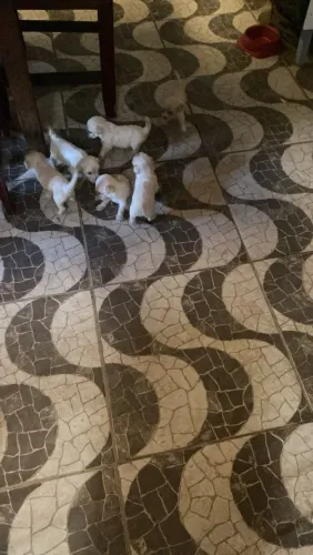 Vendo cachorrinhos poodle verdadeiros
