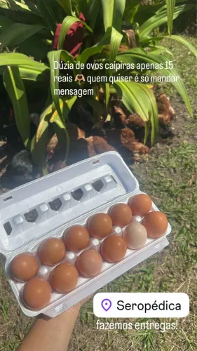 Ovos caipiras galinhas felizes criadas soltas 