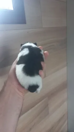 Lulu da pomerania