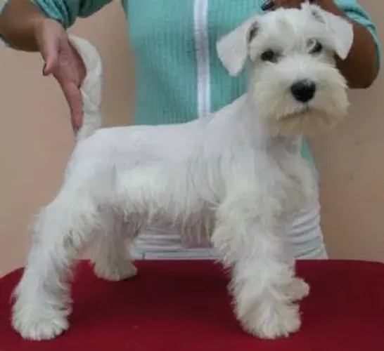 Schnauzer miniatura