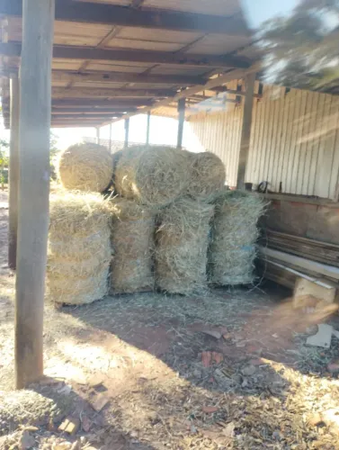 Venda de fenos grama estrela 