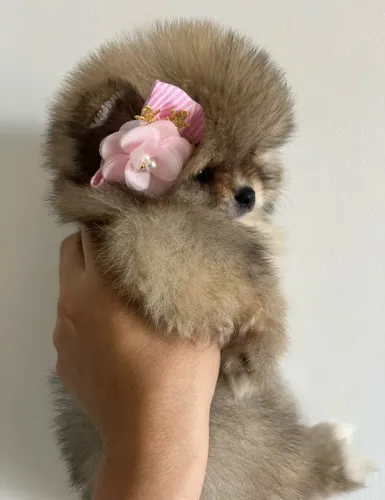 Lulu da pomerania