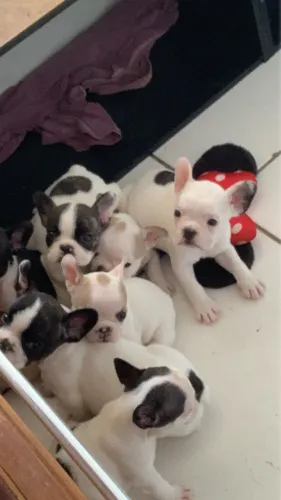 Buldogue francês 