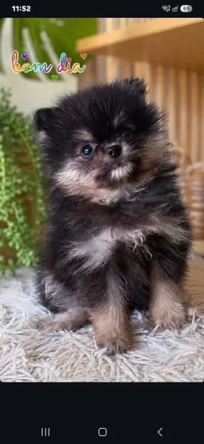 Lulu da Pomerânia fêmea disponível entrega imediata