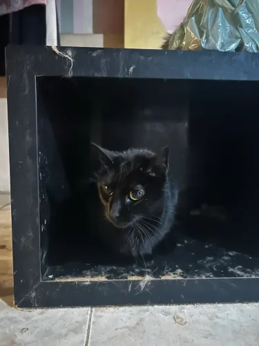 Gatinhas para adoção