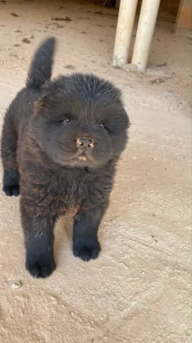 Filhotes Chow Chow puro