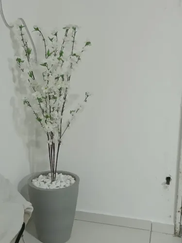 Cerejeira