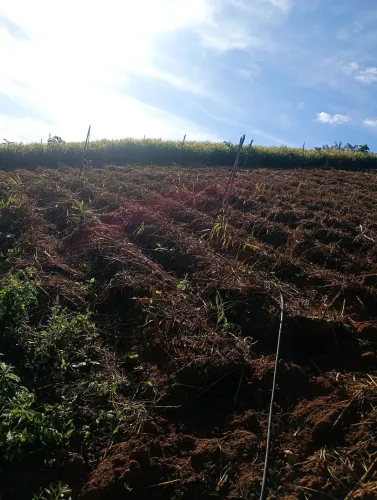 Vendo sítio para plantação de frutas ou verduras