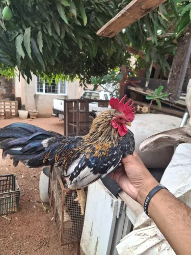 Galo e galinhas garnizé